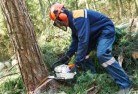 Barmahtree-felling-services-21.jpg; ?>