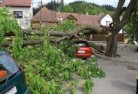 Barmahtree-felling-services-41.jpg; ?>