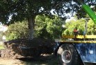 Barmahtree-felling-services-4.jpg; ?>